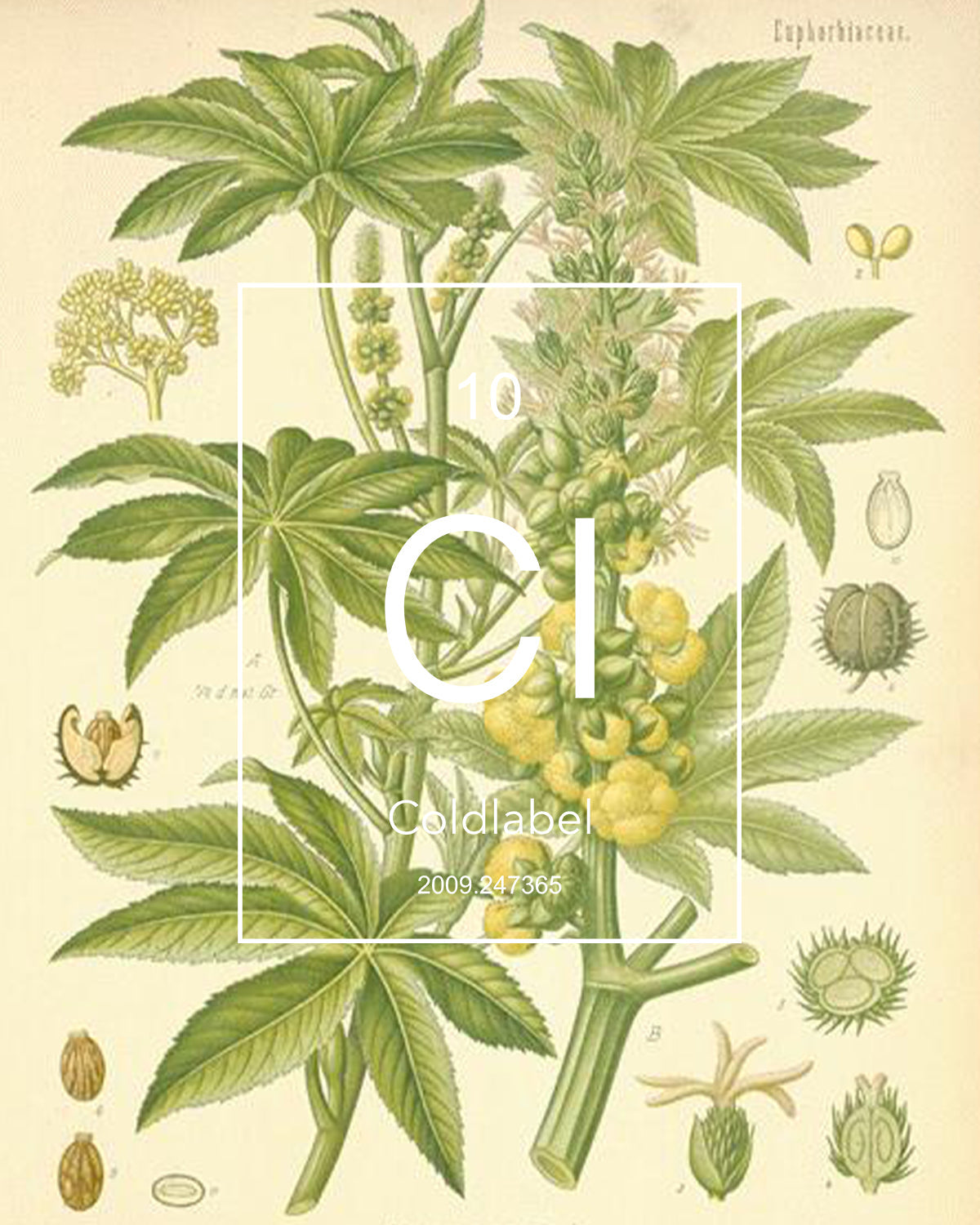 castor plant illustration