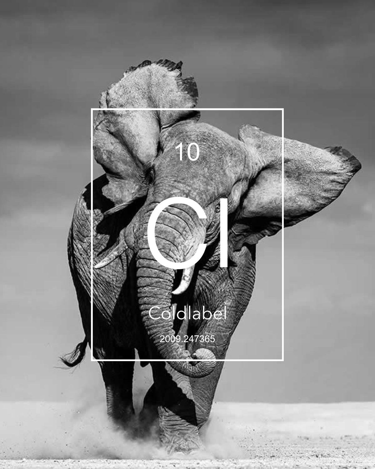 Wild elephant
