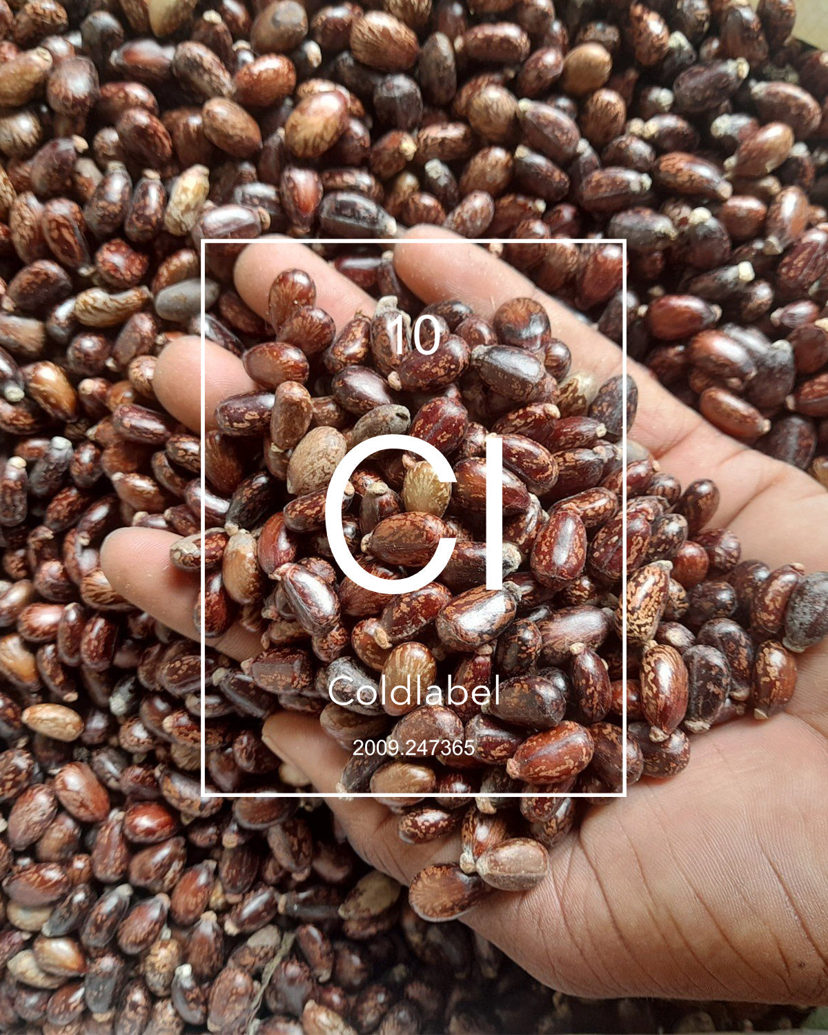 castor beans handful